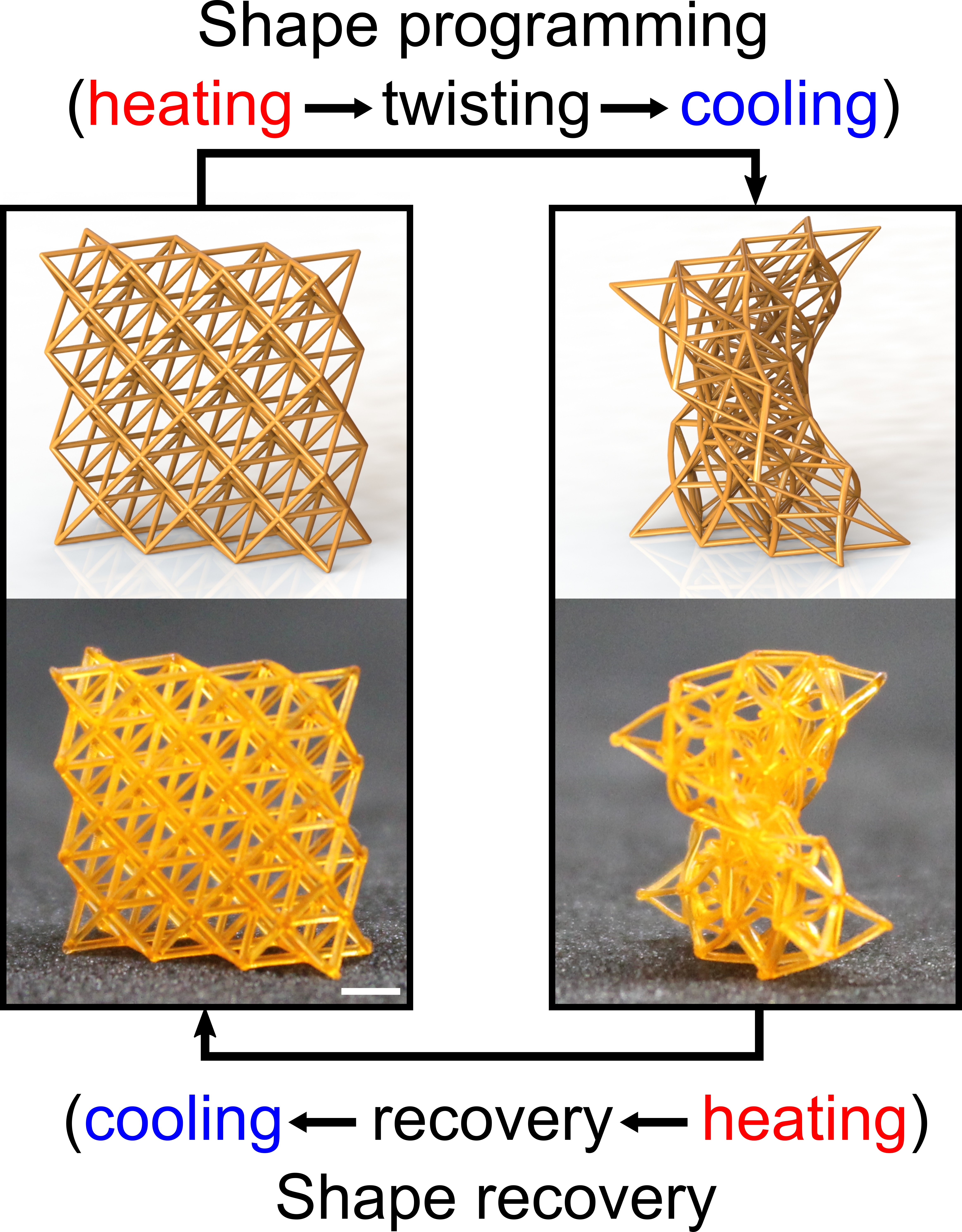 This image shows how 4D-printed metamaterials can be temporarily transformed into any deformed shape and then returned to their original shape on demand when heated. The scale bar is 2mm. Image: Chen Yang/Rutgers University-New Brunswick.