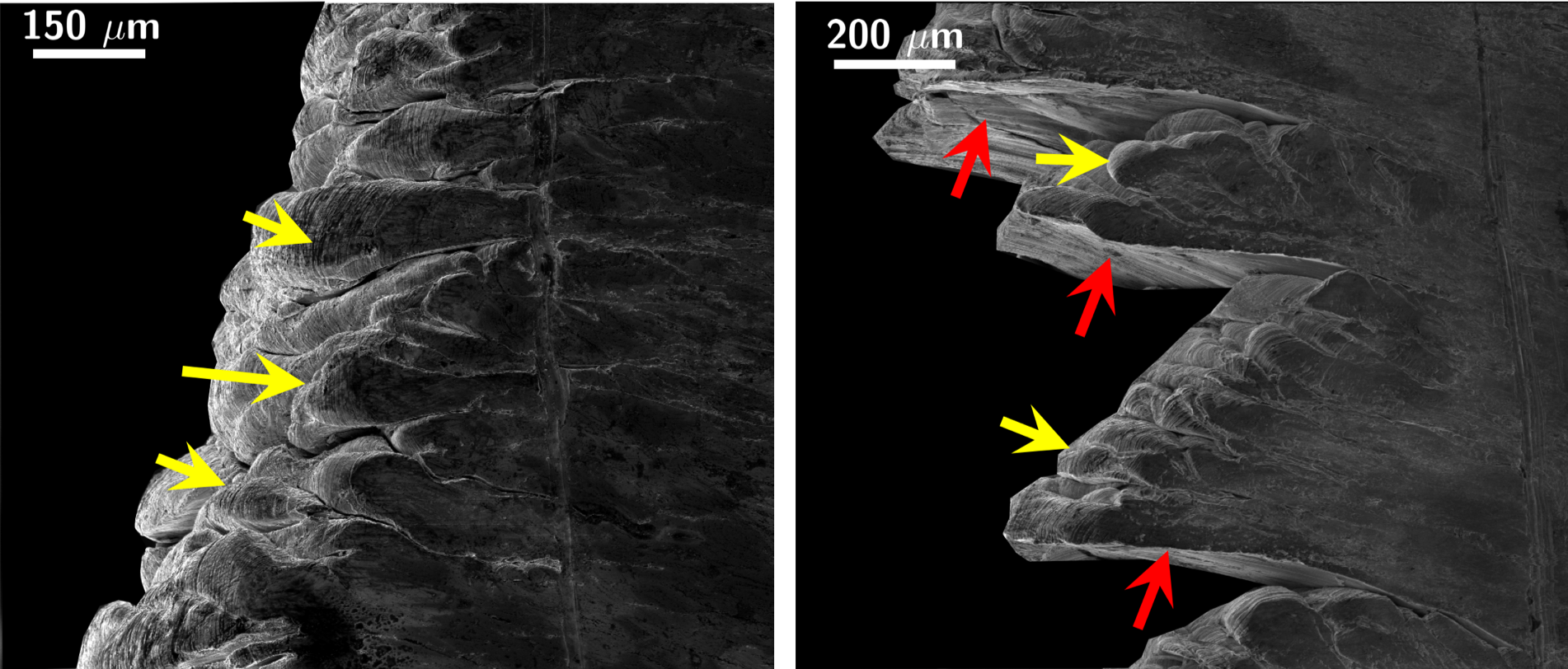 Designer surface-active media induce embrittlement in ductile and highly strain-hardening metals. Machining chip obtained without and with application of surface-active media: yellow arrows indicate folds in the chip, red arrows indicate media induced cracks.
