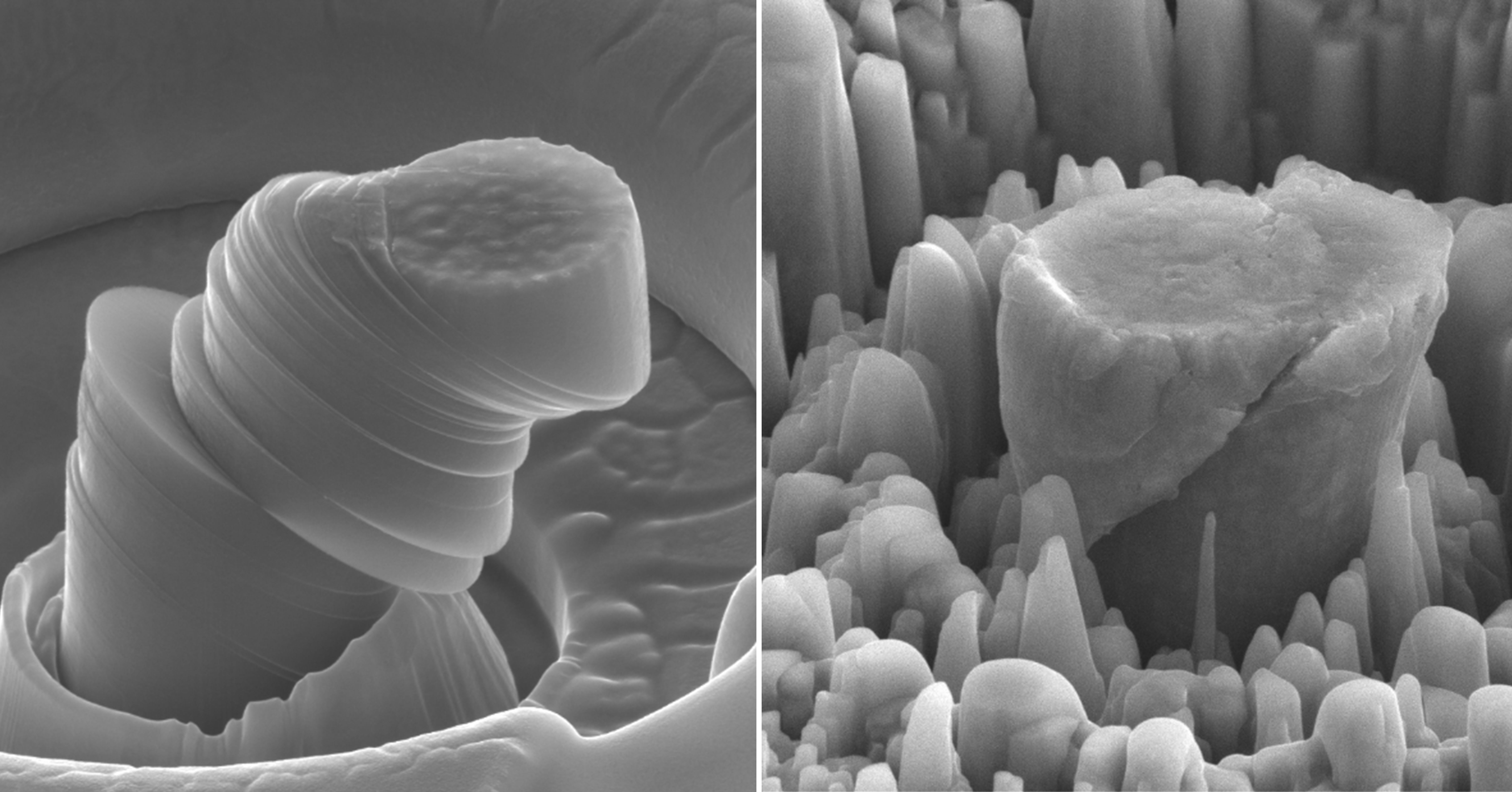 The images were taken with a scanning electron microscope. The central micropillar in each image is about 4 micrometers in diameter. Photo courtesy UCLA.