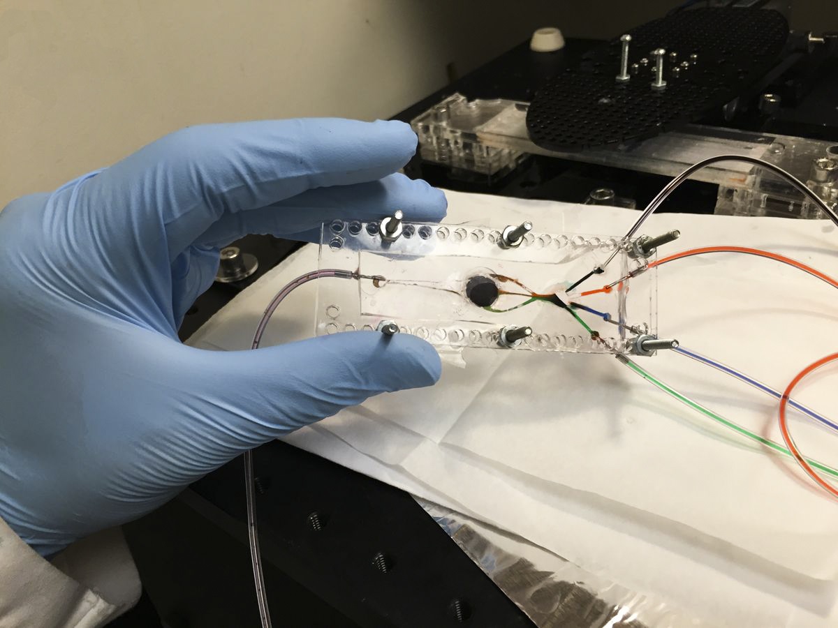 The novel 3D bioprinter has two key components: a custom-built microfluidic chip (pictured) and a digital micromirror. Photo: Amir Miri.