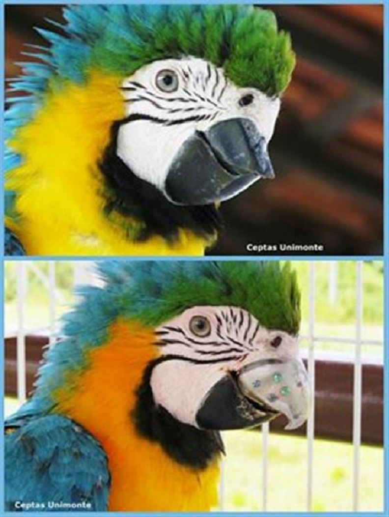 Gigi before and after the 3D printed beak was implanted.