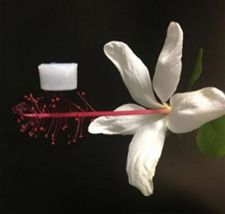 The new ceramic aerogel is so lightweight that it can rest on a flower without damaging it. Image: UCLA Samueli Engineering.