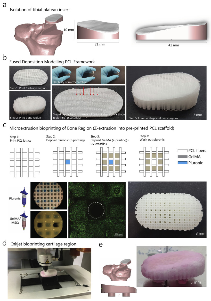 Overview of the biofabrication process for creating functional osteochondral tissue from PCL scaffolding with bioprinted MSC-laden hydrogel delivering cells to individual wells within the scaffold.