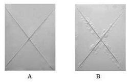 Figure 4. The SWI results of painted AA6061 panels: (A) 2% PPA-catalyzed paint coating, (B) no PPA-catalyzed paint coating.
